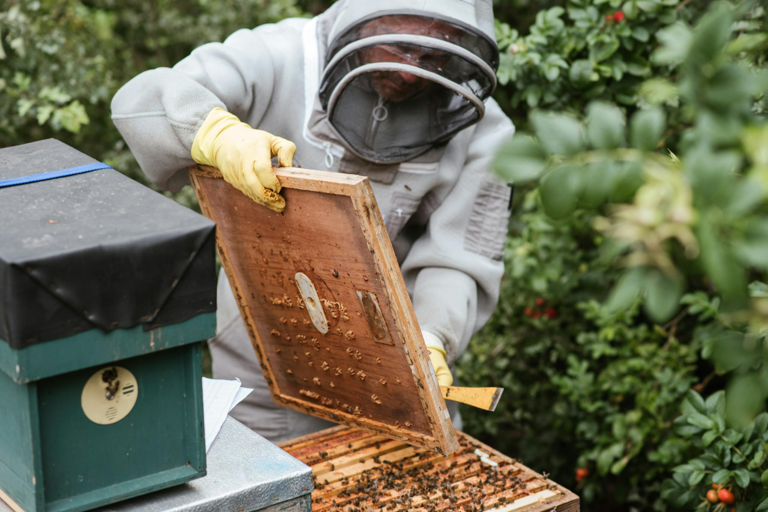 A beekeeper in protective gear inspecting a hive outdoors in a rural area.